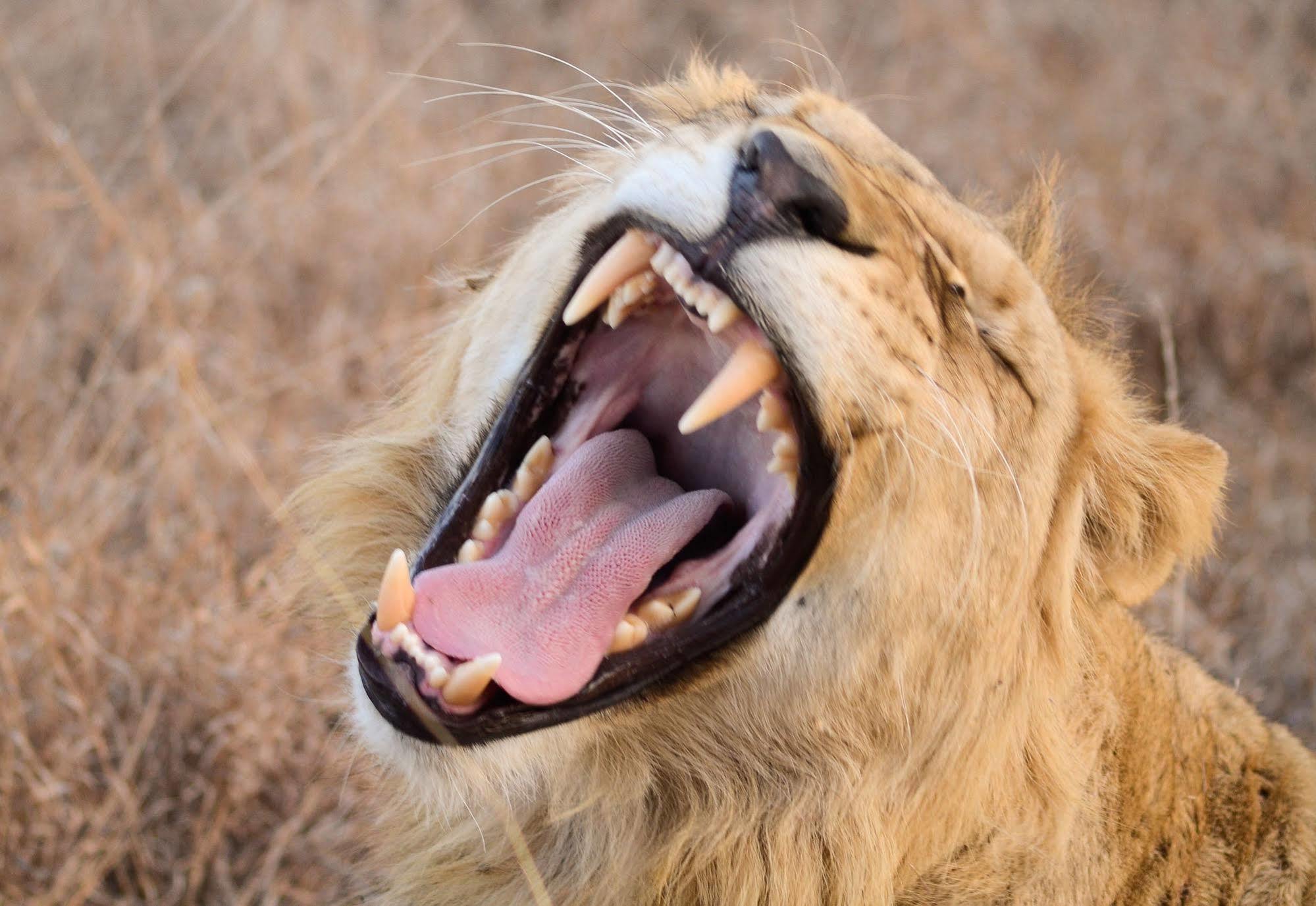 Bona Bona Game Lodge Wolmaransstad Luaran gambar