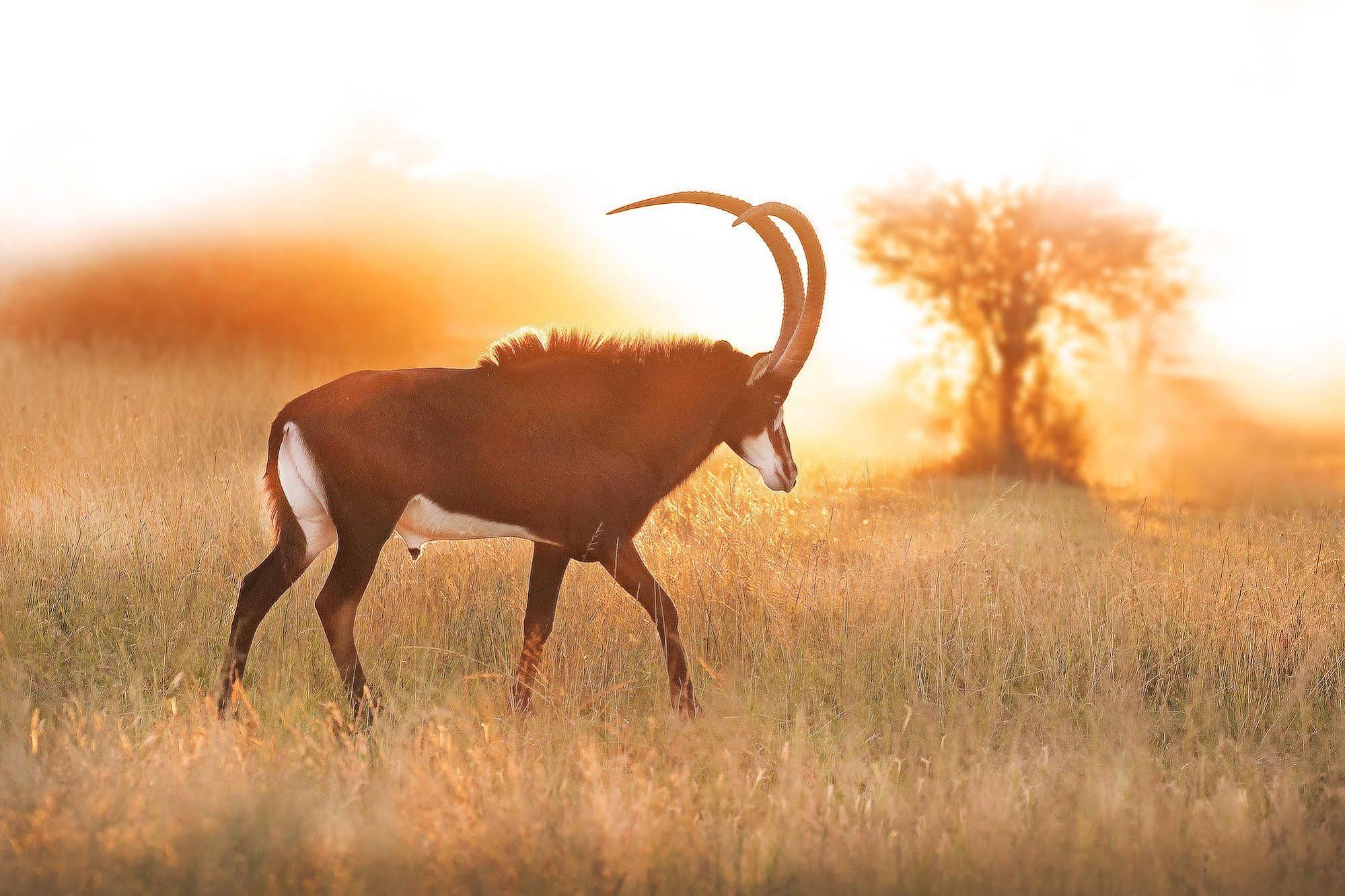 Bona Bona Game Lodge Wolmaransstad Luaran gambar
