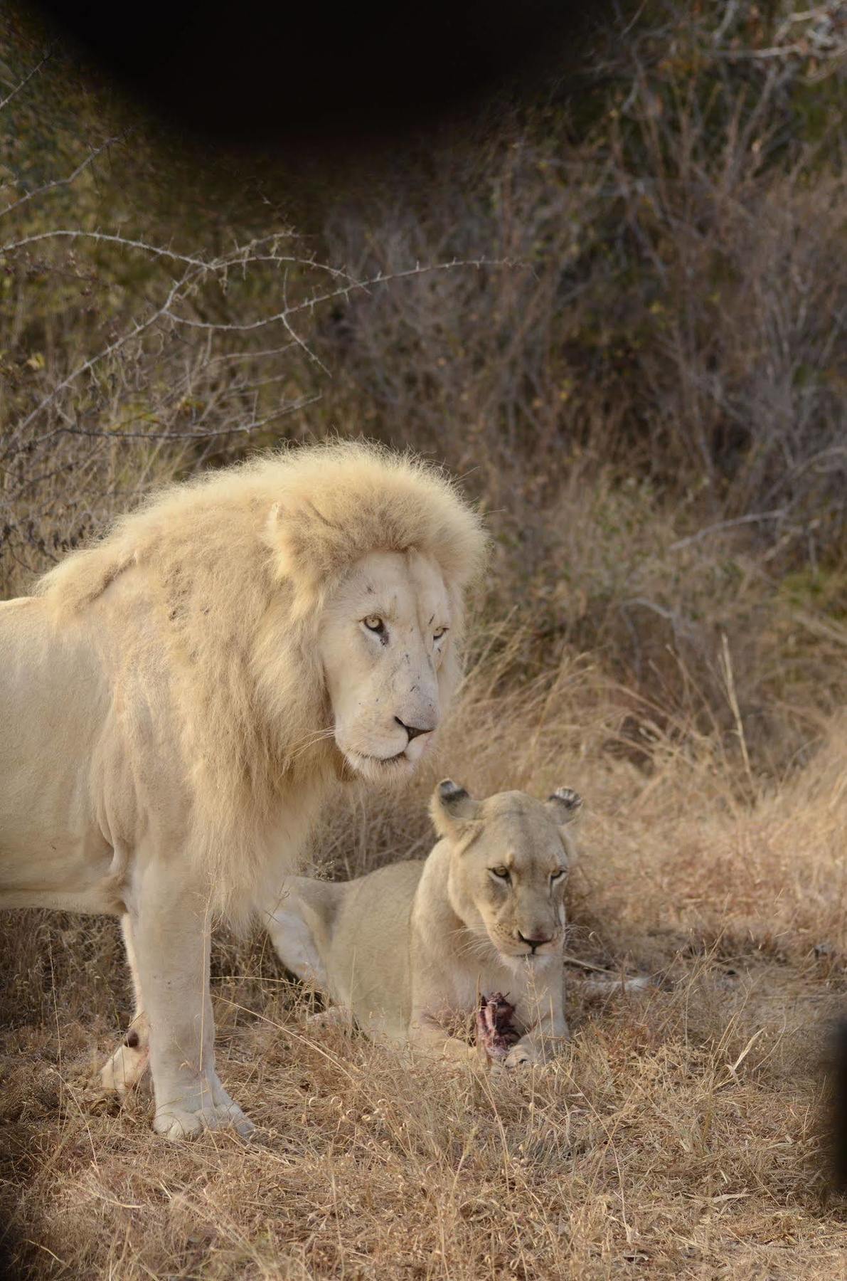 Bona Bona Game Lodge Wolmaransstad Luaran gambar