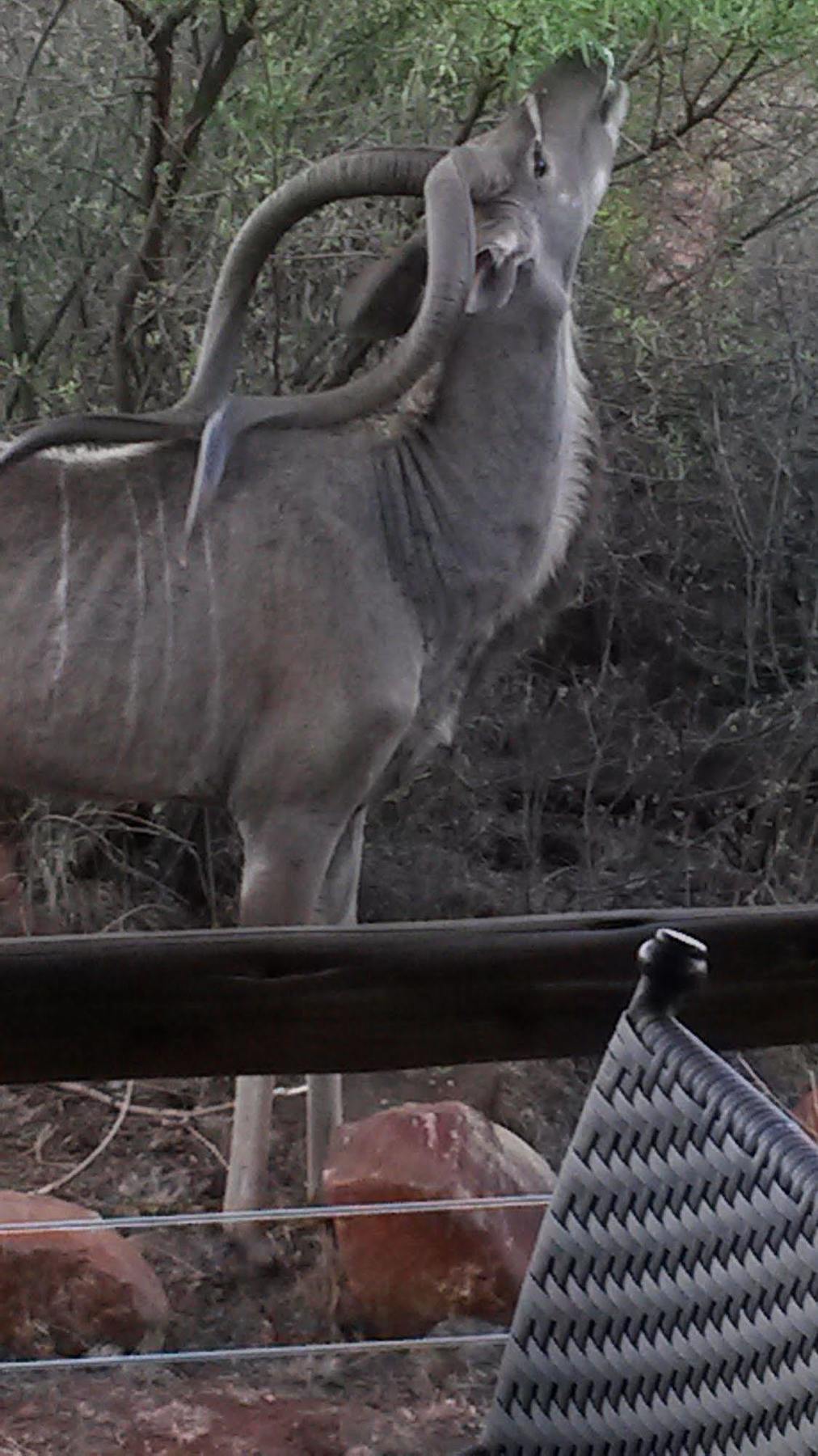Bona Bona Game Lodge Wolmaransstad Luaran gambar