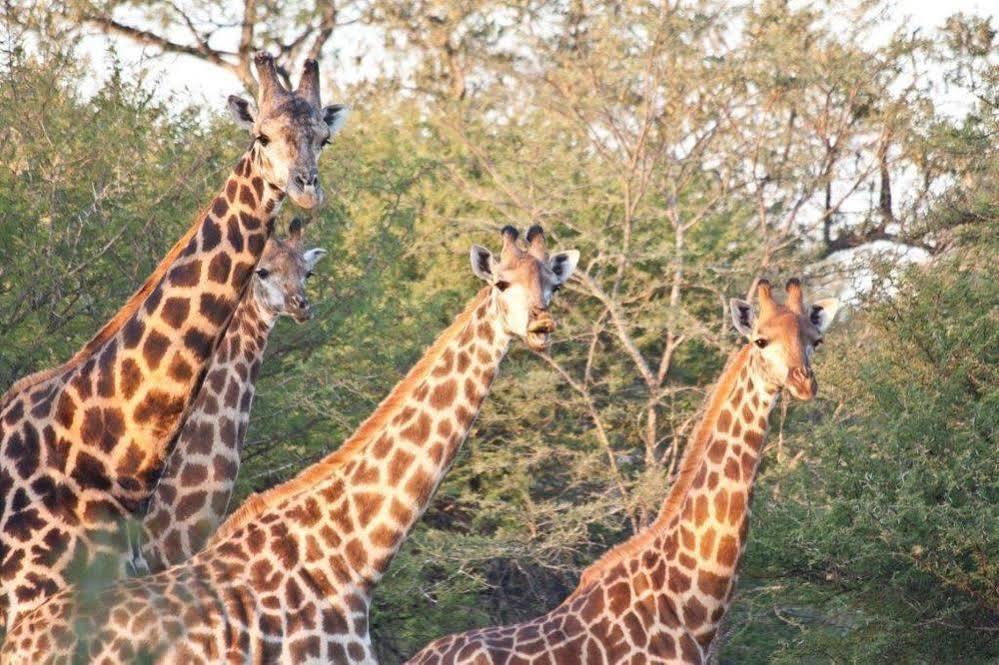 Bona Bona Game Lodge Wolmaransstad Luaran gambar