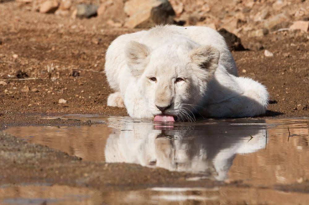 Bona Bona Game Lodge Wolmaransstad Luaran gambar